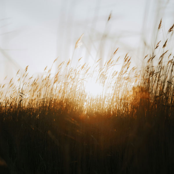 Therapy for Individual Adults