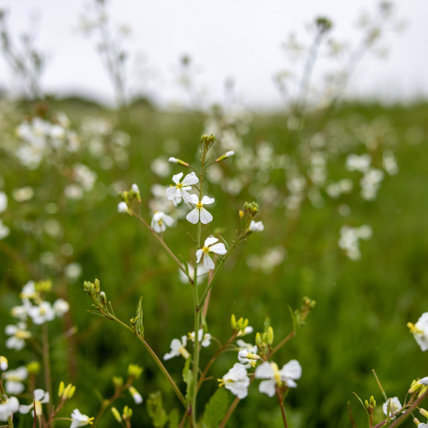 Telehealth in<br />
40 States (PSYPACT)